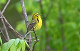 Prairie Warbler